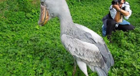 Loài chim quý hiếm bậc nhất thế giới, cao bằng người, chuyên săn cá sấu- Ảnh 2. Loài chim quý hiếm bậc nhất thế giới, cao bằng người, chuyên săn cá sấu- Ảnh 2.