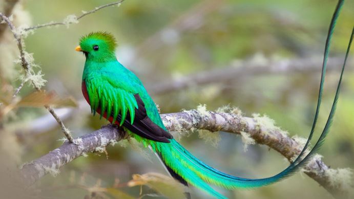 Loài chim Loài chim