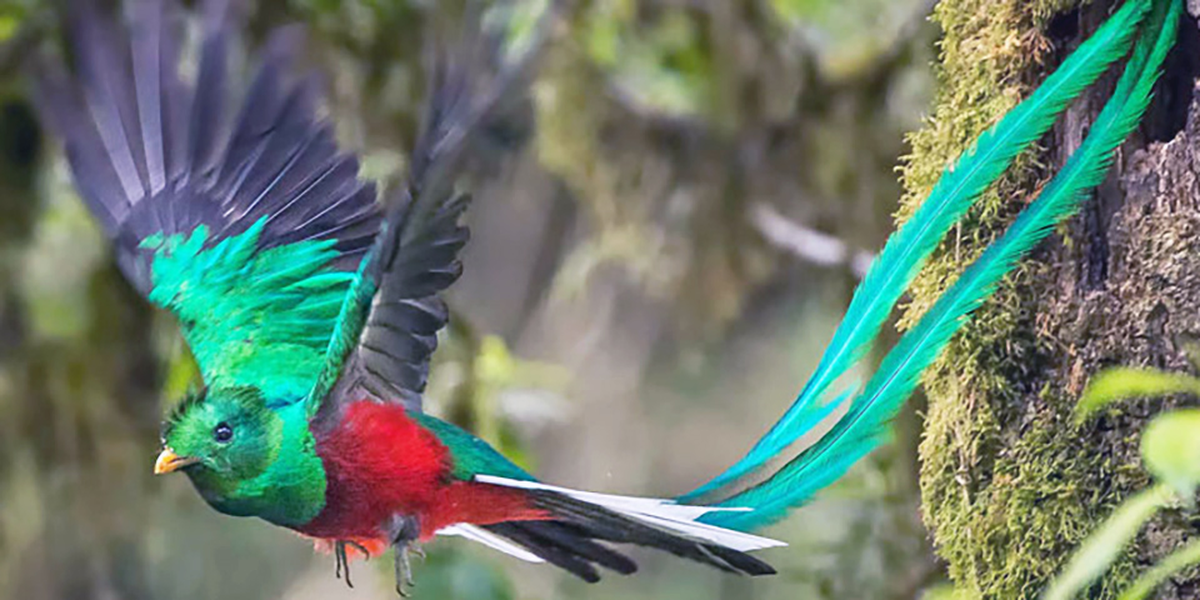 Loài chim Loài chim