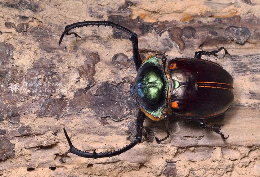 Loài côn trùng đắt đỏ nhất thế giới, giá hơn 2 tỷ đồng/con- Ảnh 3.