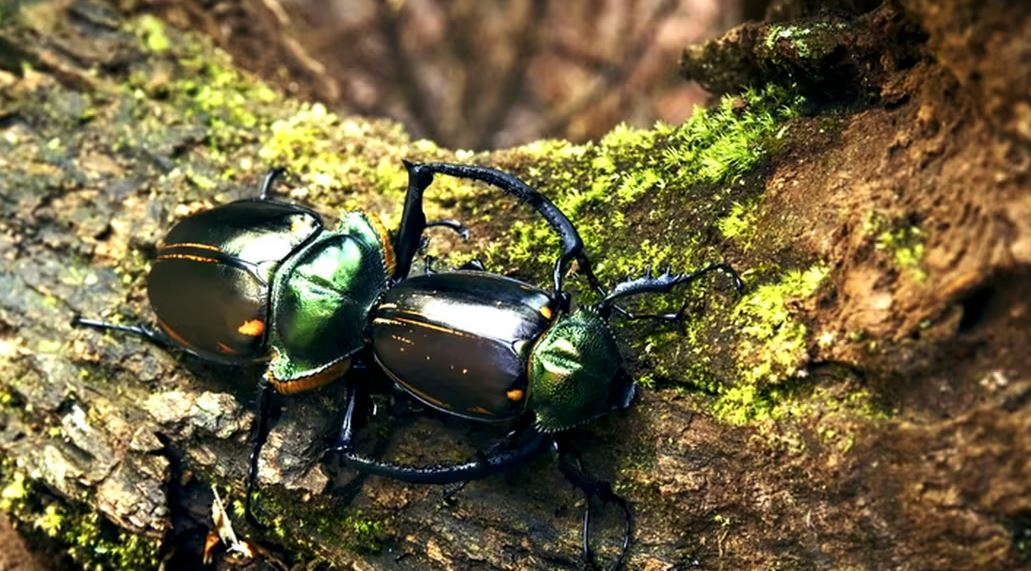 Loài côn trùng đắt đỏ nhất thế giới, giá hơn 2 tỷ đồng/con- Ảnh 4.