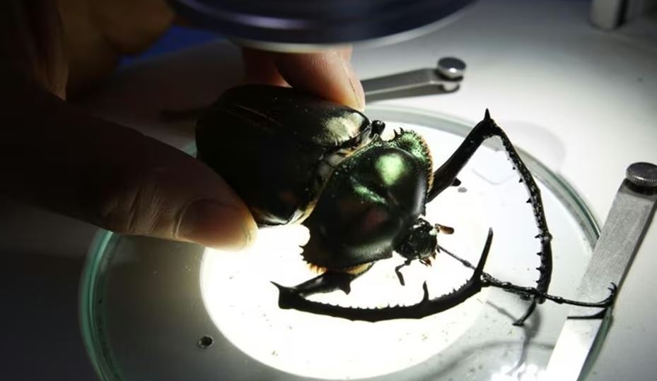 Loài côn trùng đắt đỏ nhất thế giới, giá hơn 2 tỷ đồng/con- Ảnh 5.