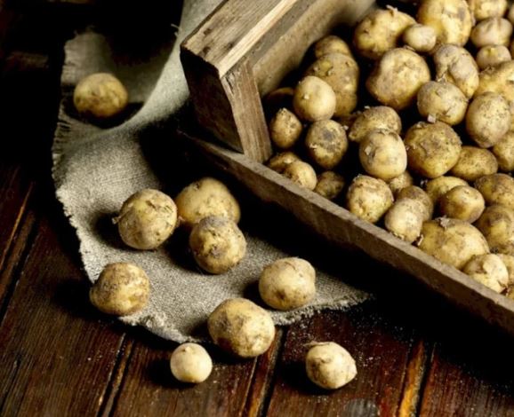 Loại củ đắt đỏ bậc nhất thế giới, giá 29 triệu đồng/kg, chỉ duy nhất một nơi có- Ảnh 1. Loại củ đắt đỏ bậc nhất thế giới, giá 29 triệu đồng/kg, chỉ duy nhất một nơi có- Ảnh 1.