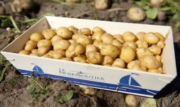 Loại củ đắt đỏ bậc nhất thế giới, giá 29 triệu đồng/kg, chỉ duy nhất một nơi có- Ảnh 4. Loại củ đắt đỏ bậc nhất thế giới, giá 29 triệu đồng/kg, chỉ duy nhất một nơi có- Ảnh 4.