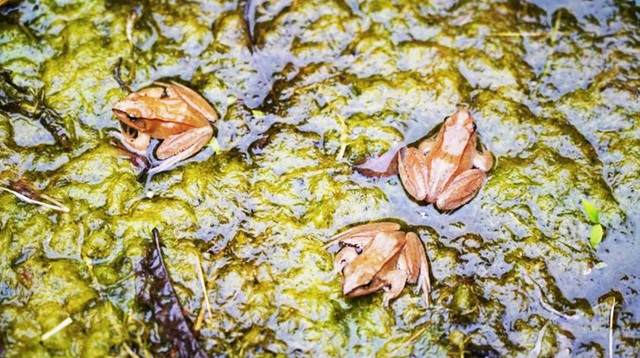 Lần theo tiếng động dưới vũng nước nông, cán bộ kiểm lâm hân hoan tìm thấy loài Lần theo tiếng động dưới vũng nước nông, cán bộ kiểm lâm hân hoan tìm thấy loài