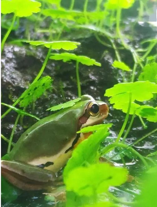 Thấy tiếng động lạ trong xô nước, cán bộ kiểm lâm hân hoan tìm thấy loài Thấy tiếng động lạ trong xô nước, cán bộ kiểm lâm hân hoan tìm thấy loài