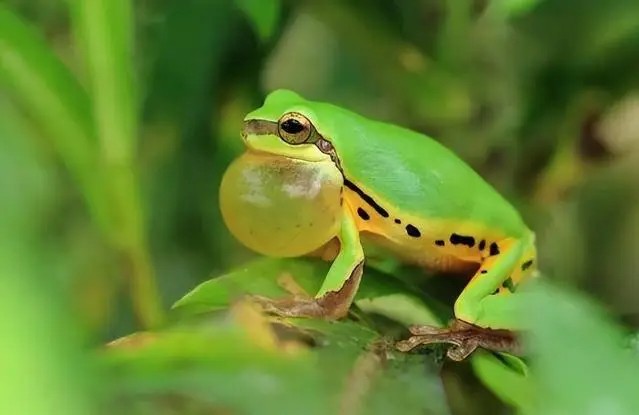Thấy tiếng động lạ trong xô nước, cán bộ kiểm lâm hân hoan tìm thấy loài Thấy tiếng động lạ trong xô nước, cán bộ kiểm lâm hân hoan tìm thấy loài