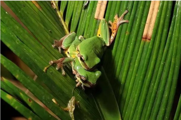 Thấy tiếng động lạ trong xô nước, cán bộ kiểm lâm hân hoan tìm thấy loài Thấy tiếng động lạ trong xô nước, cán bộ kiểm lâm hân hoan tìm thấy loài