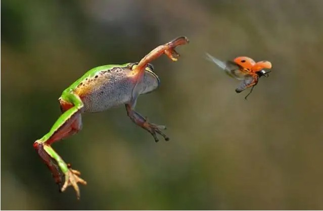 Thấy tiếng động lạ trong xô nước, cán bộ kiểm lâm hân hoan tìm thấy loài Thấy tiếng động lạ trong xô nước, cán bộ kiểm lâm hân hoan tìm thấy loài