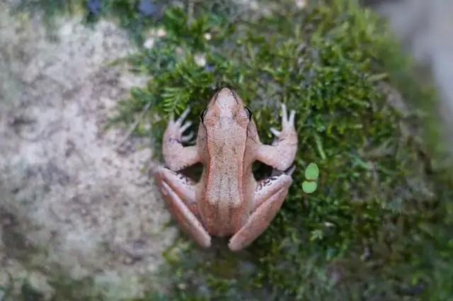 Lần theo tiếng động dưới vũng nước nông, cán bộ kiểm lâm hân hoan tìm thấy loài Lần theo tiếng động dưới vũng nước nông, cán bộ kiểm lâm hân hoan tìm thấy loài