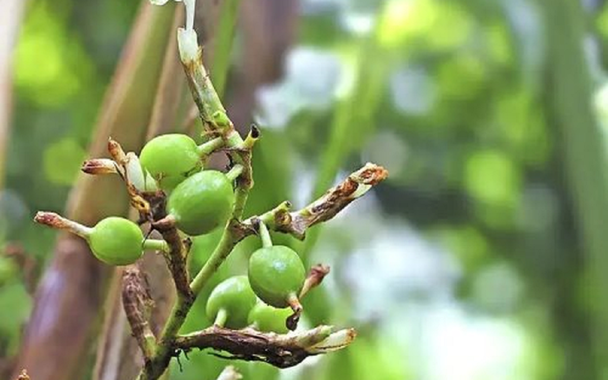 Loại hạt đắt đỏ bậc nhất thế giới, 2 triệu đồng/kg chỉ hơn 10 nước trồng được, ở Việt Nam cũng có- Ảnh 2. Loại hạt đắt đỏ bậc nhất thế giới, 2 triệu đồng/kg chỉ hơn 10 nước trồng được, ở Việt Nam cũng có- Ảnh 2.