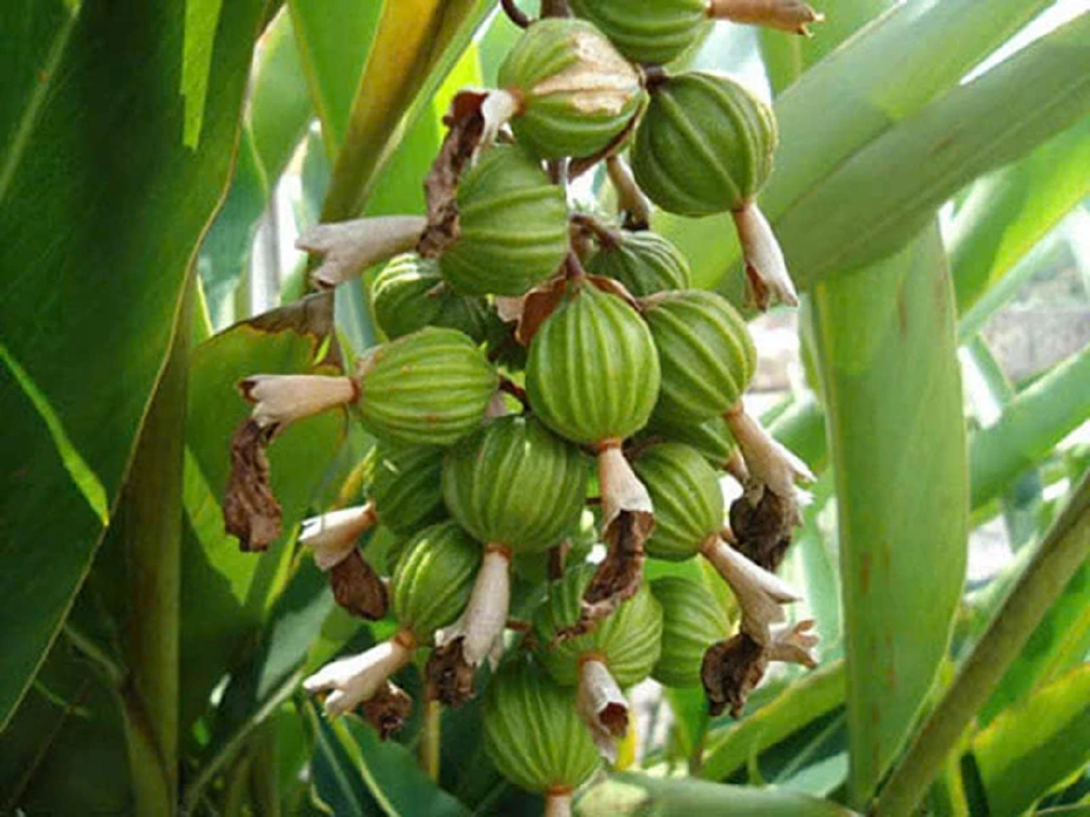 Loại hạt đắt đỏ bậc nhất thế giới, 2 triệu đồng/kg chỉ hơn 10 nước trồng được, ở Việt Nam cũng có- Ảnh 1. Loại hạt đắt đỏ bậc nhất thế giới, 2 triệu đồng/kg chỉ hơn 10 nước trồng được, ở Việt Nam cũng có- Ảnh 1.