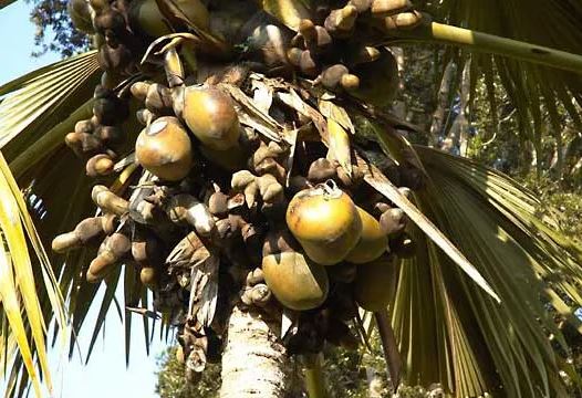 Loại hạt khổng lồ đắt đỏ bậc nhất thế giới, mỗi hạt giá 71 triệu đồng- Ảnh 1.