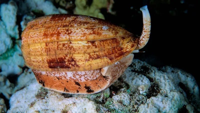 Conus geophytes với mõm dài.