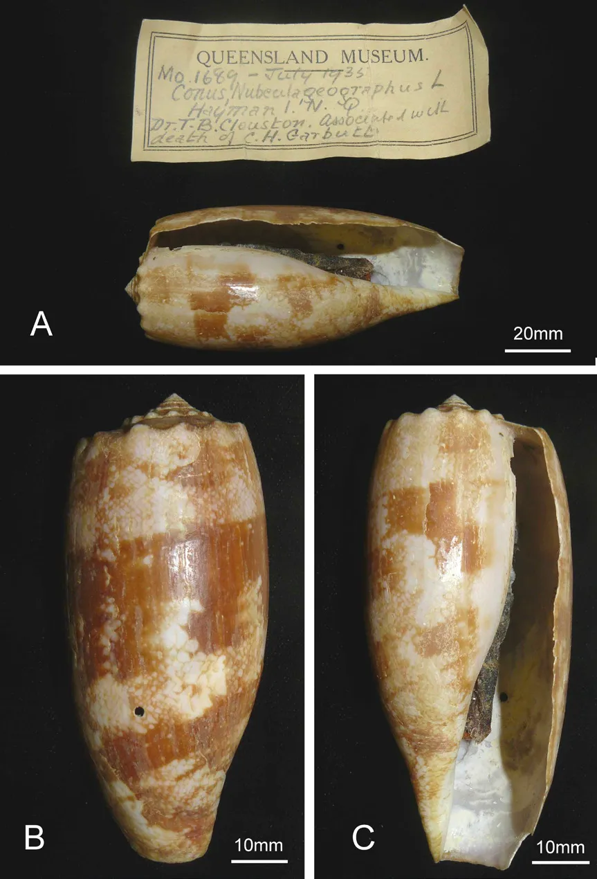 Mẫu vật ốc nón chết người được lưu trữ trong viện bảo tàng.