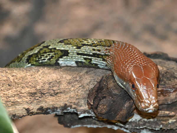 Loài rắn to lớn như trăn ở Việt Nam: Dài tới hơn 2 mét, hàng chục năm khảo sát chỉ gặp được vài cá thể- Ảnh 5. Loài rắn to lớn như trăn ở Việt Nam: Dài tới hơn 2 mét, hàng chục năm khảo sát chỉ gặp được vài cá thể- Ảnh 5.