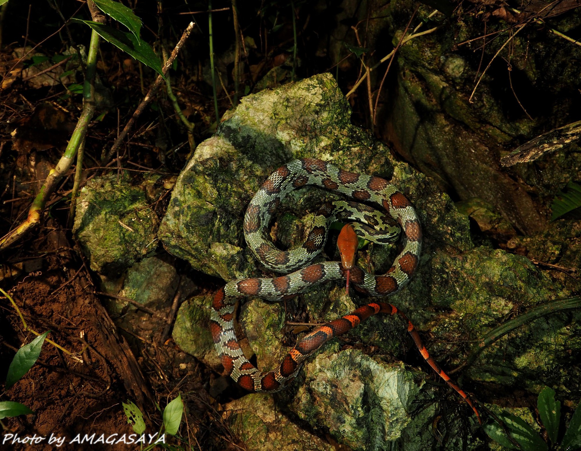 Loài rắn to lớn như trăn ở Việt Nam: Dài tới hơn 2 mét, hàng chục năm khảo sát chỉ gặp được vài cá thể- Ảnh 3. Loài rắn to lớn như trăn ở Việt Nam: Dài tới hơn 2 mét, hàng chục năm khảo sát chỉ gặp được vài cá thể- Ảnh 3.