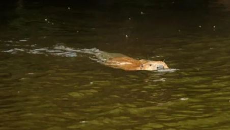 Loài vật ngỡ đã tuyệt chủng 400 năm bất ngờ