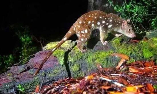 Loài vật quý hiếm bậc nhất thế giới, tuyệt tích hơn 100 năm bất ngờ