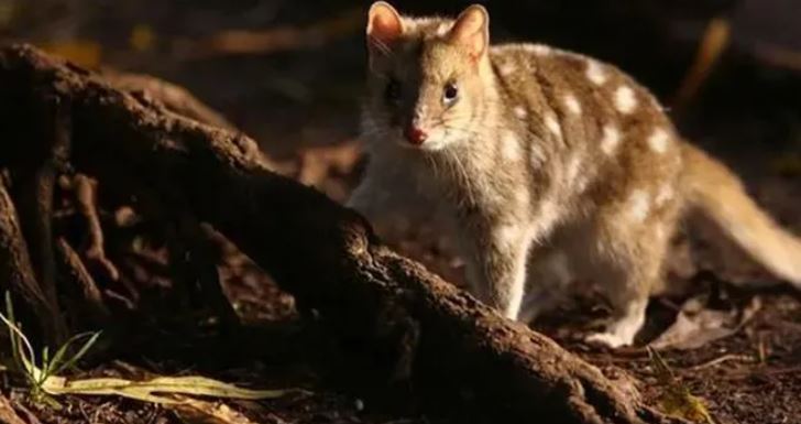 Loài vật quý hiếm bậc nhất thế giới, tuyệt tích hơn 100 năm bất ngờ