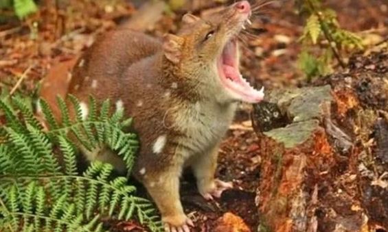 Loài vật quý hiếm bậc nhất thế giới, tuyệt tích hơn 100 năm bất ngờ