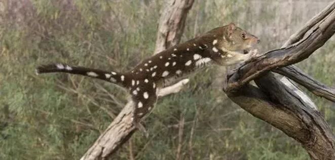 Loài vật quý hiếm bậc nhất thế giới, tuyệt tích hơn 100 năm bất ngờ