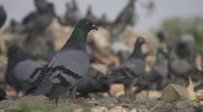 Lý do khiến người đàn ông sát hại 28 con chim bồ câu của hàng xóm- Ảnh 1. Lý do khiến người đàn ông sát hại 28 con chim bồ câu của hàng xóm- Ảnh 1.