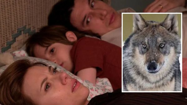 Tác Phẩm Được Đề Cử Giải Oscar Marriage Story Bất Ngờ Trở Thành “Vũ Khí” Đuổi Sói marriage story duoi soi daabjpg