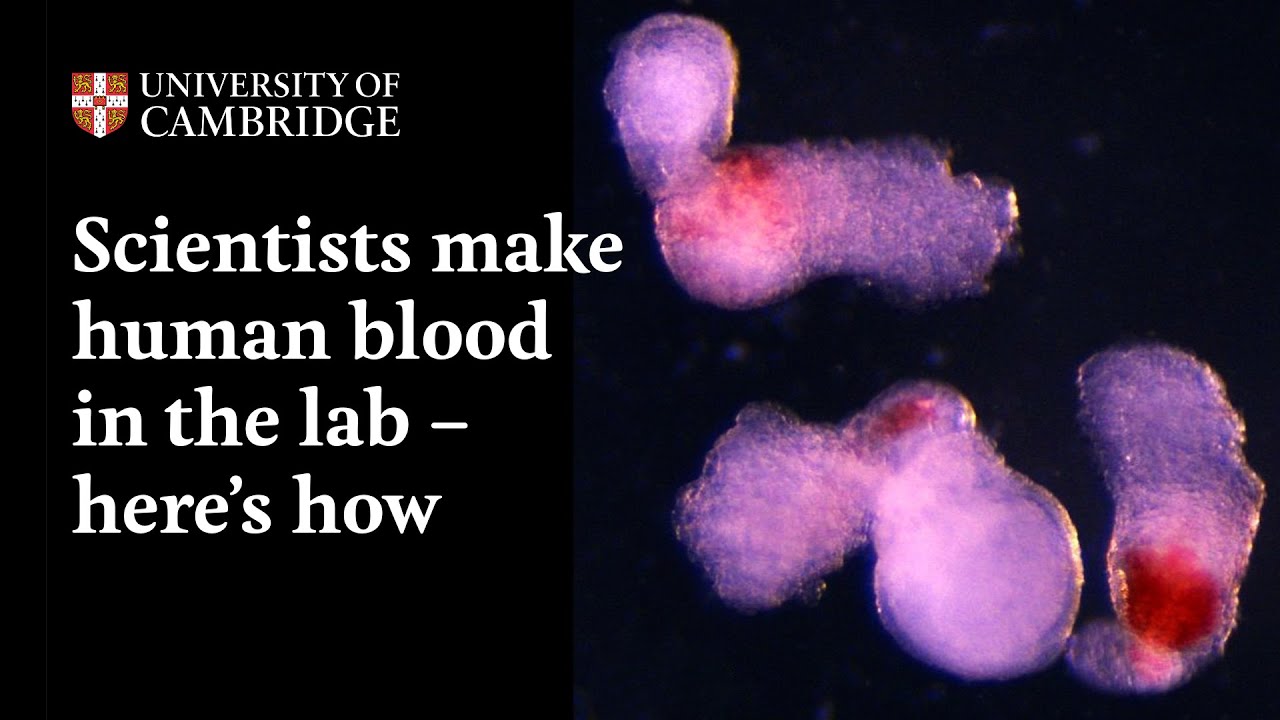 Các nhà khoa học tạo ra máu người trong phòng thí nghiệm: Bước tiến đột phá mở ra kỷ nguyên mới cho y học tái tạo- Ảnh 3. Các nhà khoa học tạo ra máu người trong phòng thí nghiệm: Bước tiến đột phá mở ra kỷ nguyên mới cho y học tái tạo- Ảnh 3.