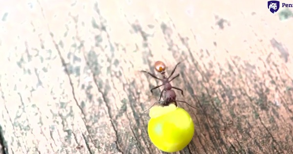 Phát hiện ở sân sau nhà của một cậu bé 8 tuổi đã thực sự thay đổi khoa học mãi mãi 29 Phát hiện ở sân sau nhà của một cậu bé 8 tuổi đã thực sự thay đổi khoa học mãi mãi maxresdefault 1764751608651362426279 1764777680998 1764777681293313292879 0 0 720 1152 crop 17647777138291977522998jpg