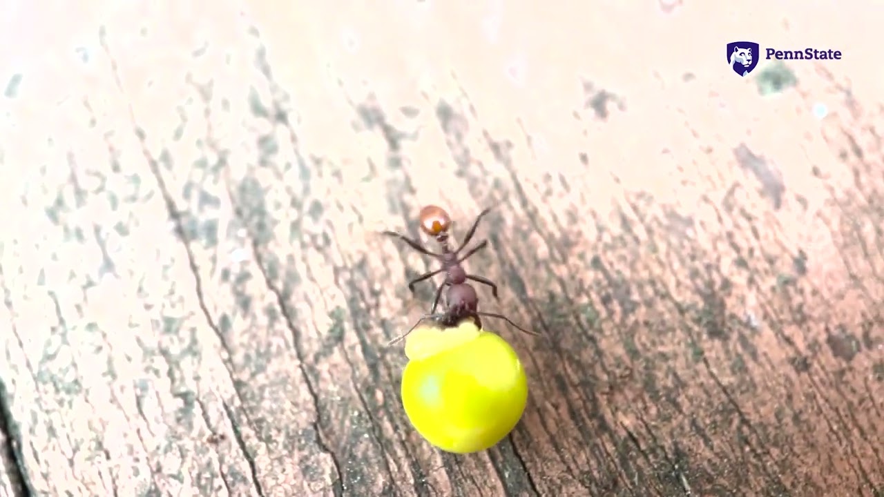 Phát hiện ở sân sau nhà của một cậu bé 8 tuổi đã thực sự thay đổi khoa học mãi mãi- Ảnh 2.