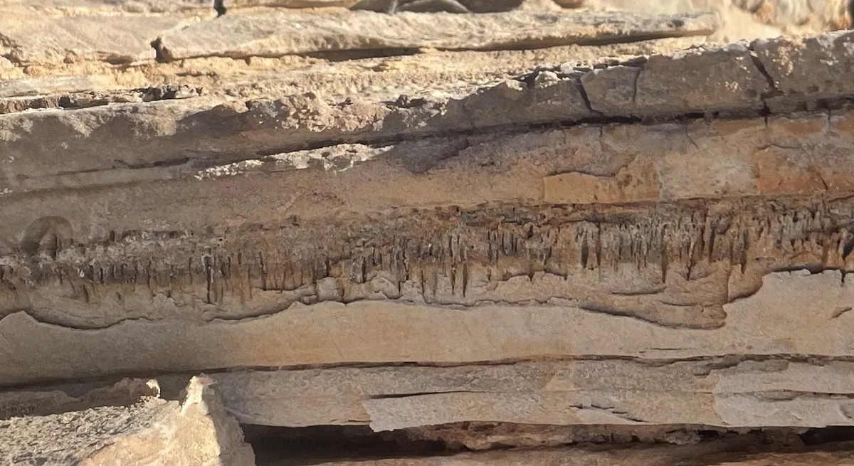 Phát hiện một dạng sống chưa từng được biết đến tại châu Phi- Ảnh 2.