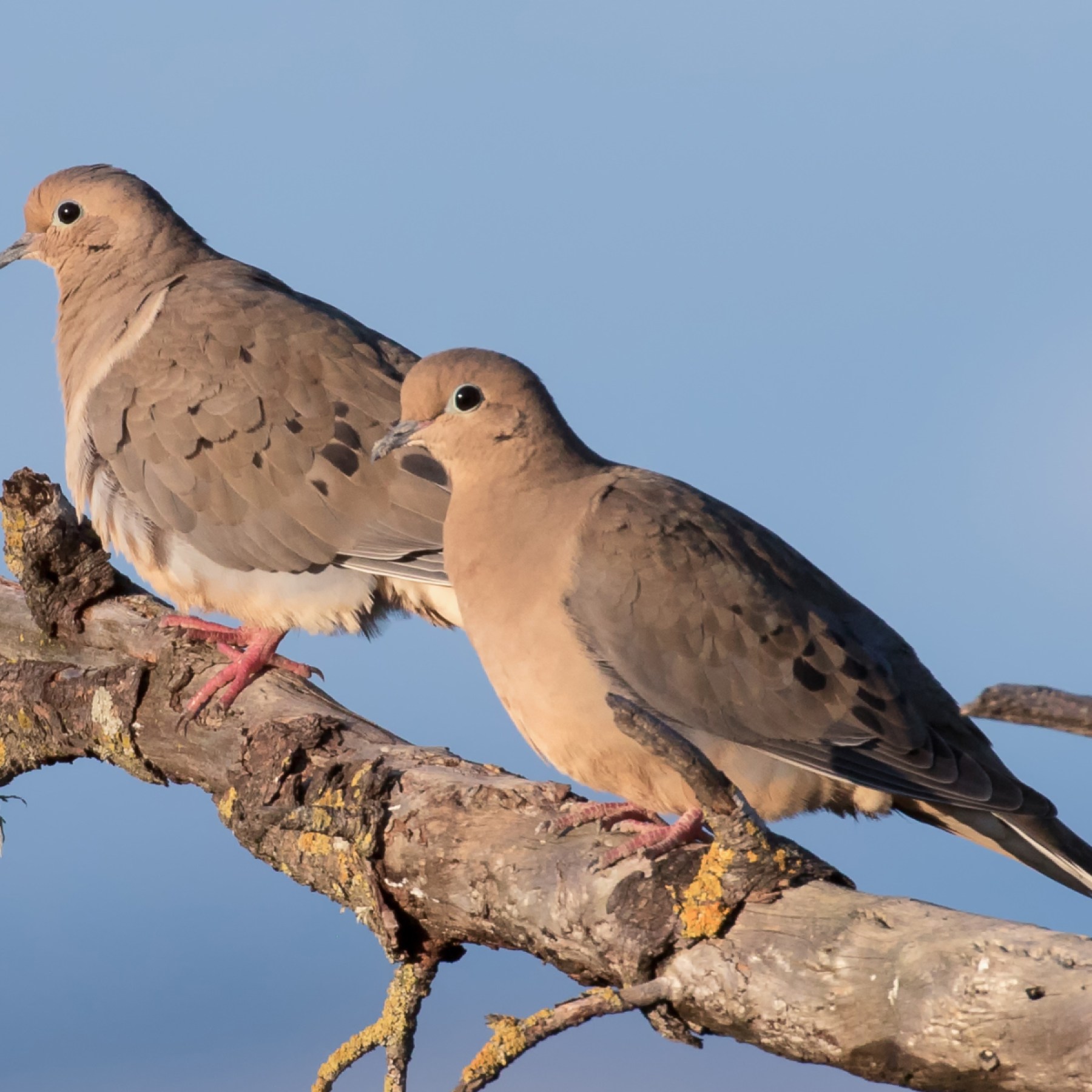 Loài chim Loài chim