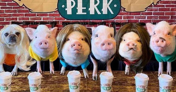 5 chú lợn gây sốt mạng xã hội Mỹ nhờ những biểu cảm cực hài hước 26 5 chú lợn gây sốt mạng xã hội Mỹ nhờ những biểu cảm cực hài hước mini pigs prissy and pop 010725 1737282809543381413668 0 14 432 705 crop 17372828140871691285392jpg