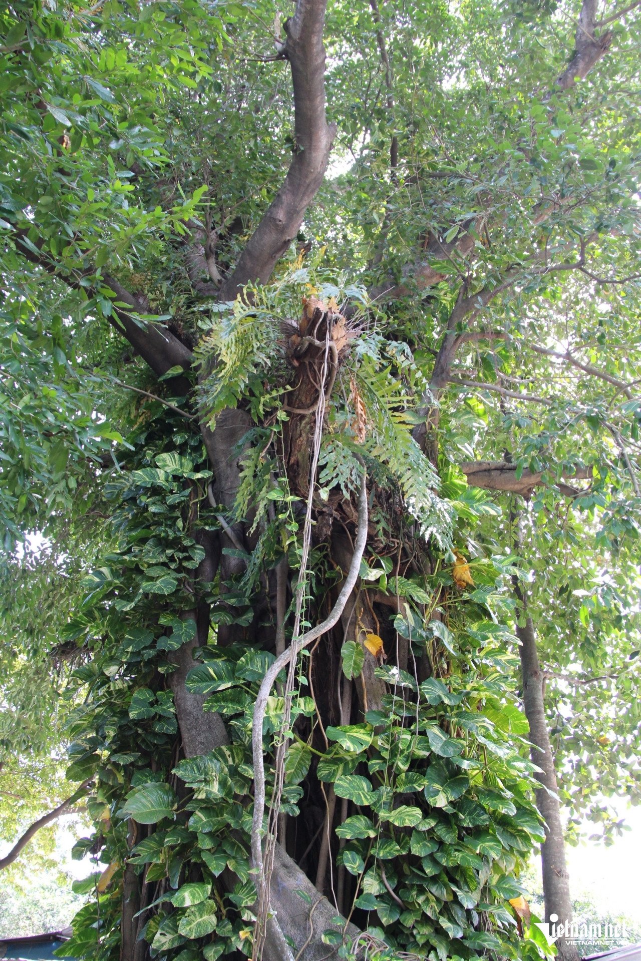 Phần gốc (ảnh trái) và thân trên (ảnh phải) của