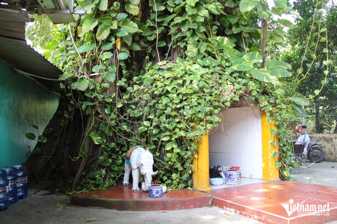 Các am thờ nhỏ bên dưới gốc cây cổ thụ.  Ảnh: Hà Nguyễn