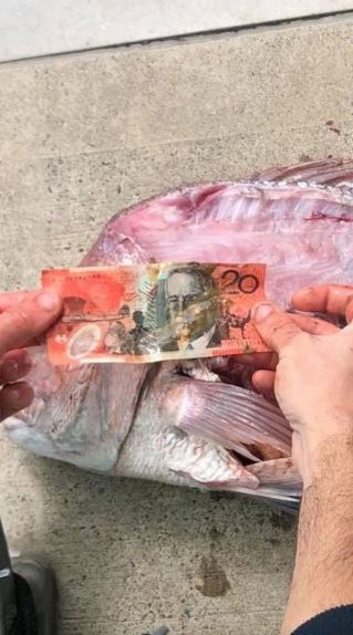 Mổ bụng cá, ngư dân sốc nặng khi phát hiện tiền mặt bên trong- Ảnh 2.