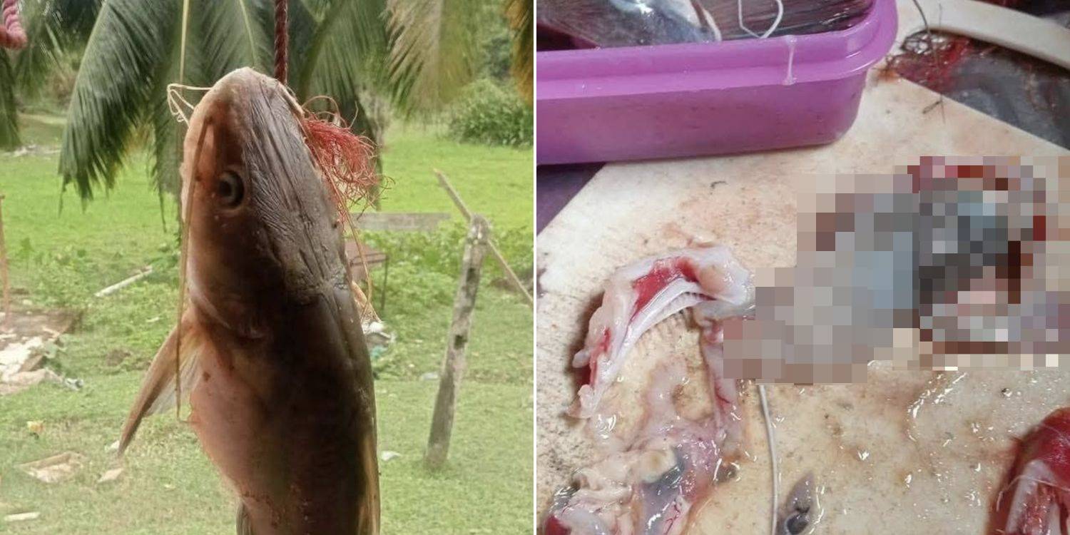 Mổ bụng cá trê, ngư dân sốc nặng khi thấy thứ đáng sợ bên trong- Ảnh 1. Mổ bụng cá trê, ngư dân sốc nặng khi thấy thứ đáng sợ bên trong- Ảnh 1.