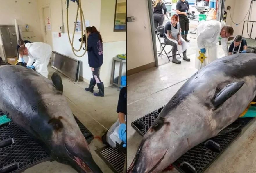 Mổ bụng loài cá quý hiếm bậc nhất thế giới, phát hiện sự thật gây sốc- Ảnh 3.