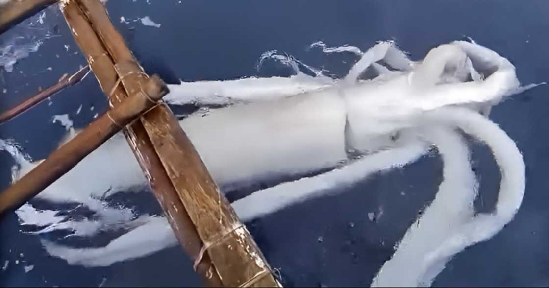 Ngư dân câu được con mực khổng lồ nặng 50kg trên biển- Ảnh 1.