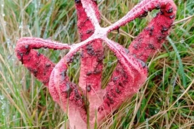 Đang đi dạo, người phụ nữ phát hiện ra thứ đáng sợ- Ảnh 1.