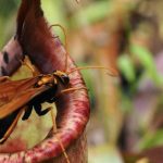 Loài hoa đáng sợ nhất hành tinh: Là thực vật nhưng có thể ăn thịt động vật, thậm chí "nuốt chửng" cả 1 con chuột nepenthes 1024x683 17418415750741229185416 43 0 683 1024 crop 17418415824402041253780 1741842656523 1741842656691462787408 1 0 479 764 crop 1741842664474631060871jpg