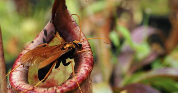 Loài hoa đáng sợ nhất hành tinh: Là thực vật nhưng có thể ăn thịt động vật, thậm chí "nuốt chửng" cả 1 con chuột 26 Loài hoa đáng sợ nhất hành tinh: Là thực vật nhưng có thể ăn thịt động vật, thậm chí "nuốt chửng" cả 1 con chuột nepenthes 1024x683 17418415750741229185416 43 0 683 1024 crop 17418415824402041253780 1741842656523 1741842656691462787408 1 0 479 764 crop 1741842664474631060871jpg