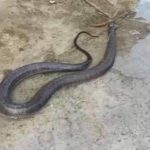 Bé Na khổng lồ chui vào bồn cầu, xông đất đầu năm news149003ybhe1cvmw1738769872 1738901819754 17389018199032025338210 1738913585865 17389135861491971604683webp20250207153132jpg