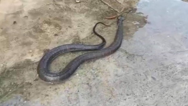 Bé Na khổng lồ chui vào bồn cầu, xông đất đầu năm news149003ybhe1cvmw1738769872 1738901819754 17389018199032025338210 1738913585865 17389135861491971604683webp20250207153132jpg