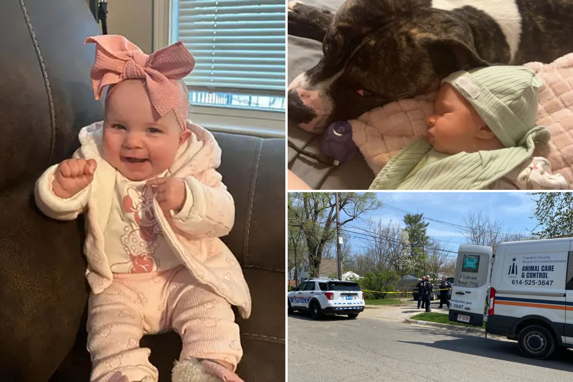 Chó pitbull cắn tử vong bé gái 7 tháng tuổi, bố mẹ chứng kiến cảnh ám ảnh: Hiện trường tìm thấy thương tâm- Ảnh 2. Chó pitbull cắn tử vong bé gái 7 tháng tuổi, bố mẹ chứng kiến cảnh ám ảnh: Hiện trường tìm thấy thương tâm- Ảnh 2.