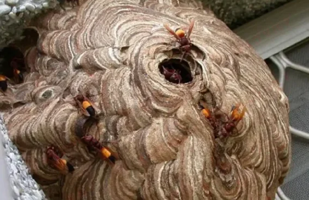 Nghe tiếng kêu của cháu, ông bà chạy vào thì thấy cảnh đau lòng- Ảnh 2.