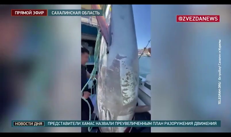 Ngư dân bắt được con cá khổng lồ nặng hơn 280 kg, giá 52 tỷ đồng- Ảnh 1.