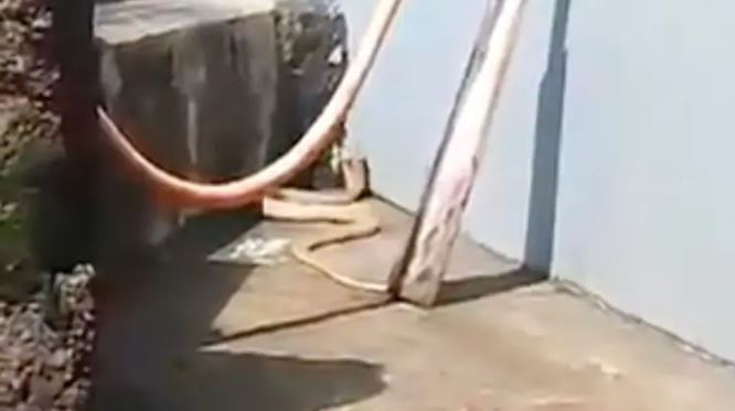 Người dân hoảng hồn khi phát hiện rắn hổ mang trắng quý hiếm dài 2,4m trong sân nhà- Ảnh 1.