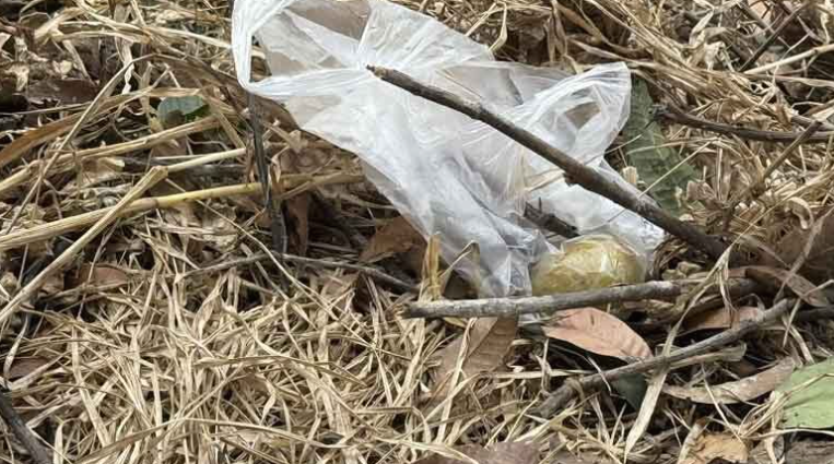 Người đàn ông 37 tuổi gặp nạn tử vong trong khi hái xoài- Ảnh 2. Người đàn ông 37 tuổi gặp nạn tử vong trong khi hái xoài- Ảnh 2.